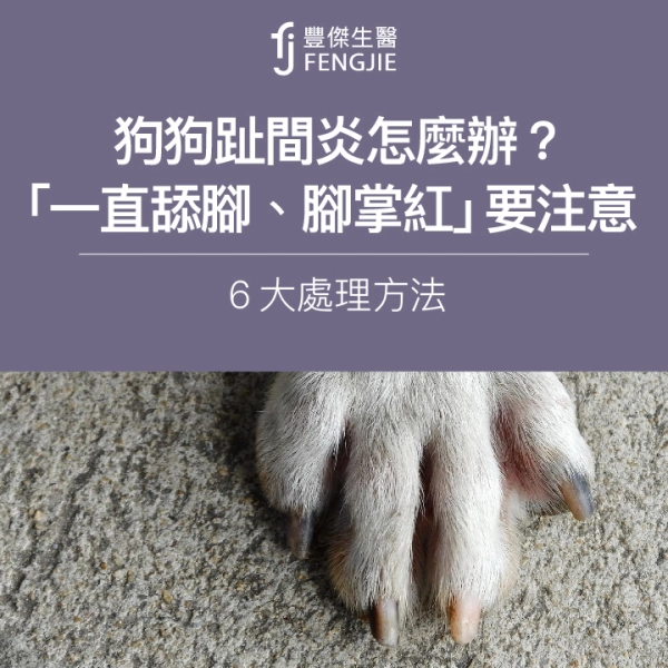 狗狗趾間炎怎麼辦?「一直舔腳、腳掌紅」要注意!6大處理方法