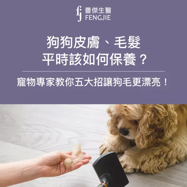 狗狗皮膚、毛髮平時該如何保養?寵物專家教你五大招讓狗毛更漂亮!