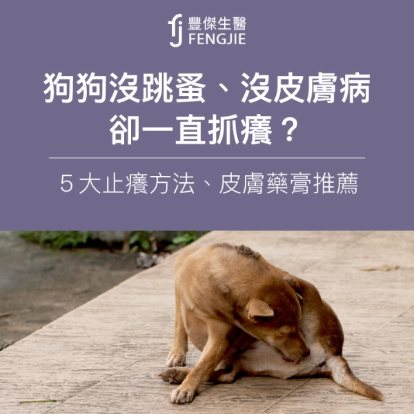 狗狗沒跳蚤、沒皮膚病卻一直抓癢?專家5大止癢方法、皮膚藥膏