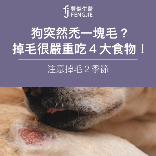 狗突然禿一塊毛?專家:掉毛很嚴重吃4大食物!注意掉毛2季節