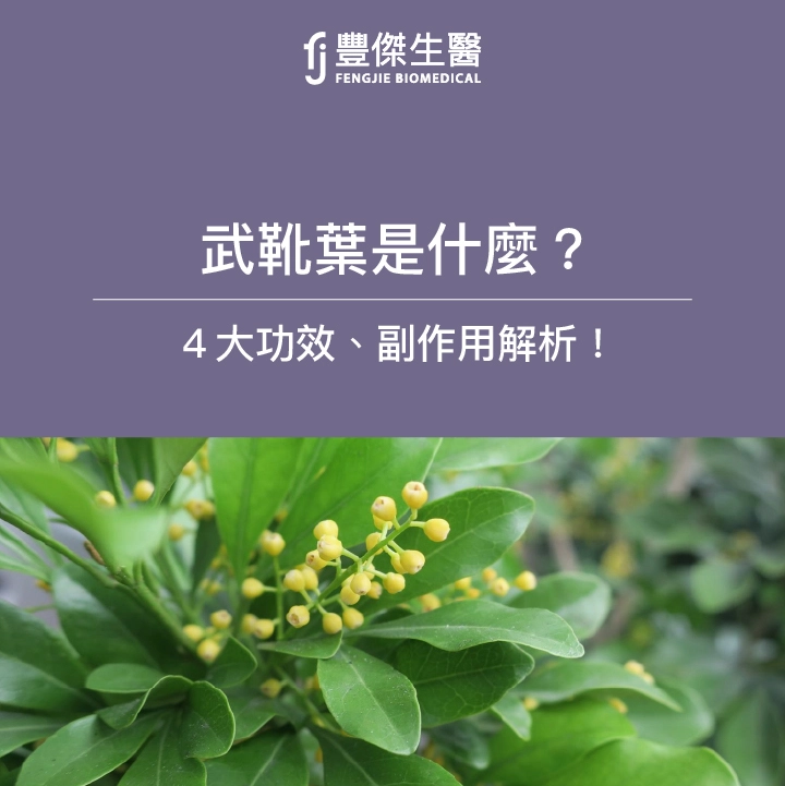 武靴葉4功效！營養師：符合這2點才推薦買！注意4大副作用