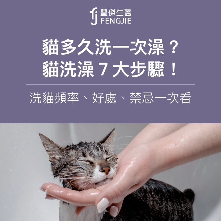 貓多久洗一次澡？貓洗澡7大步驟！洗貓頻率、好處、禁忌一次看