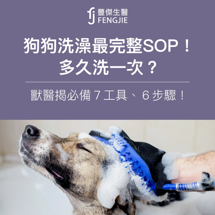 狗狗洗澡最完整SOP！多久洗一次？獸醫揭必備7工具、6步驟！