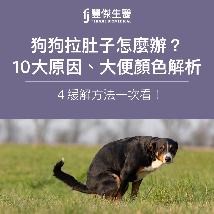 狗狗拉肚子怎麼辦?10大原因、大便顏色解析,4緩解方法一次看!
