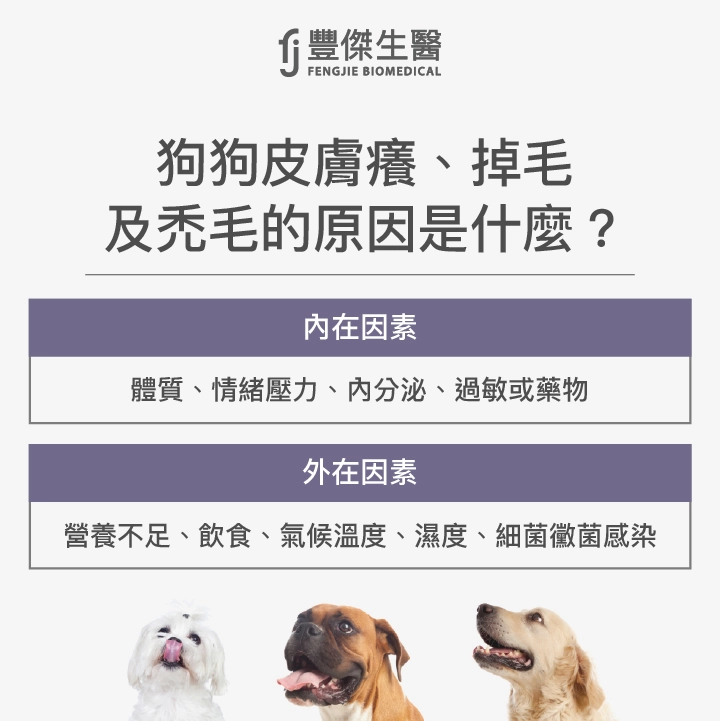 狗狗皮膚癢、掉毛、禿毛的原因是什麼？