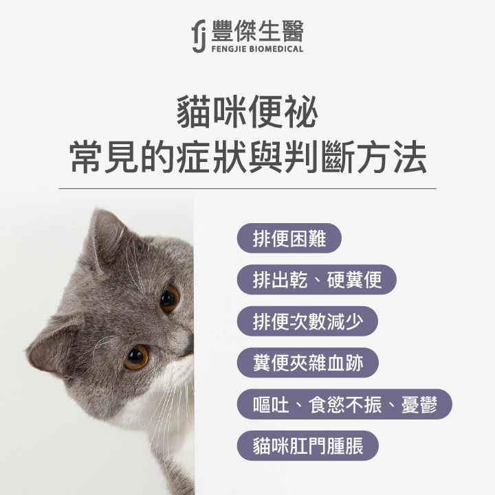 貓咪便祕6大症狀