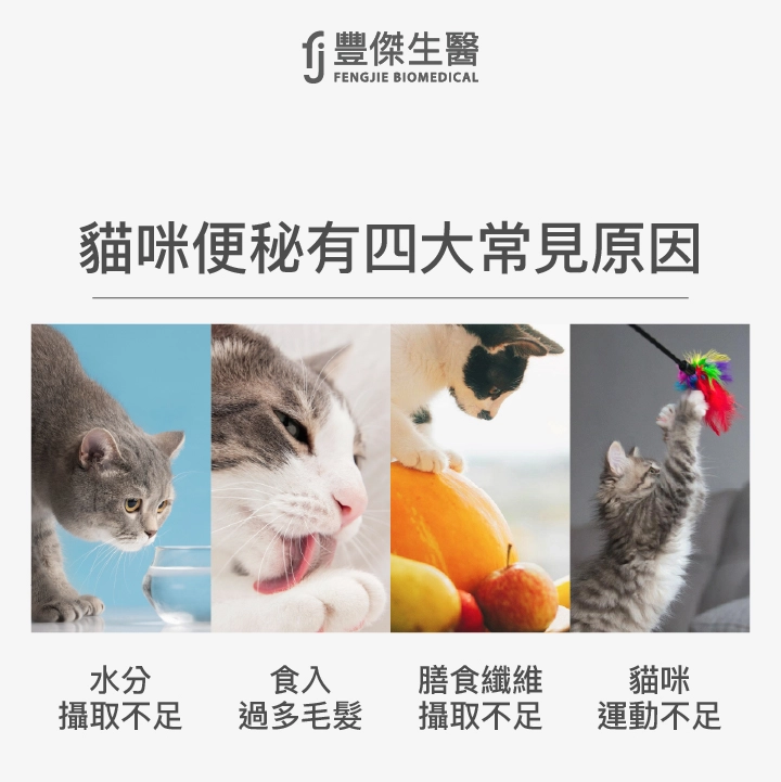 貓咪便秘有4大常見原因