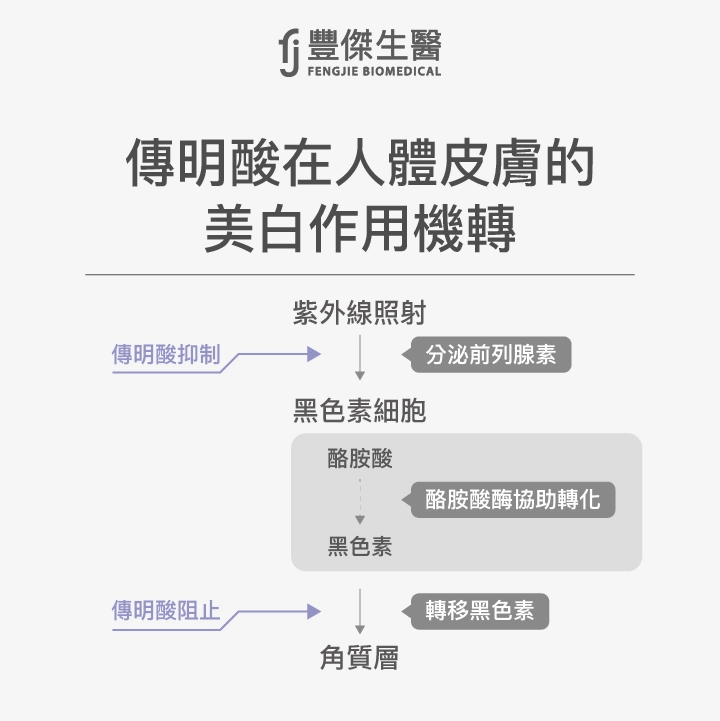 傳明酸在人體皮膚的美白作用機轉