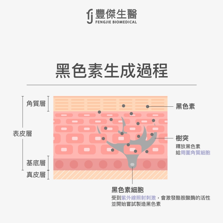 皮膚黑色素生成過程