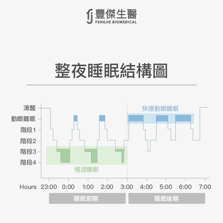 整夜睡眠結構圖：分為慢波睡眠、快速動眼睡眠階段