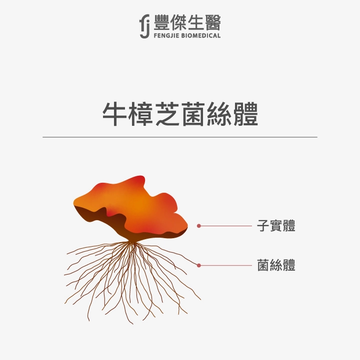 牛樟芝菌絲體:子實體與菌絲體
