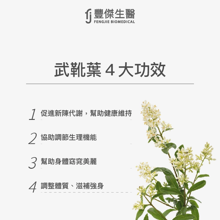 武靴葉4大功效:促進新陳代謝,幫助健康維持、協助調節生理機能、幫助身體窈窕美麗、調整體質、滋補強身
