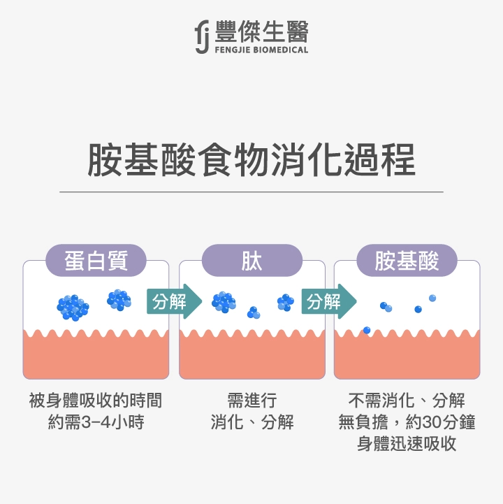 胺基酸食物消化過程