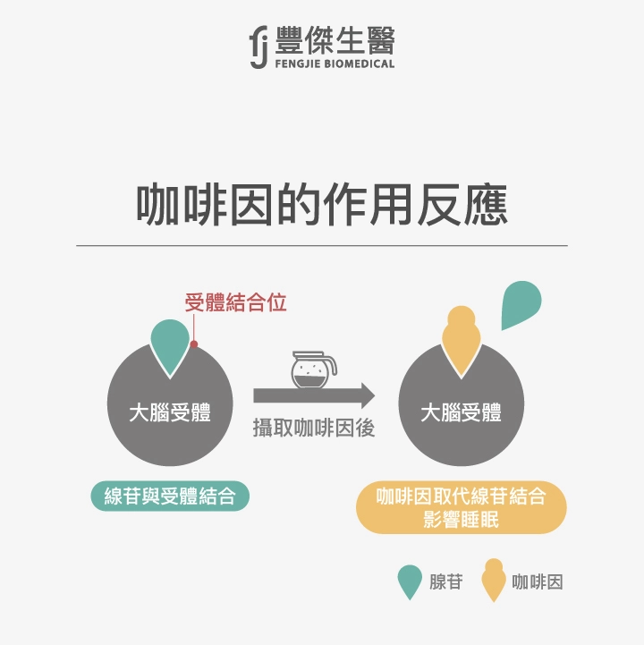 咖啡因的作用反應