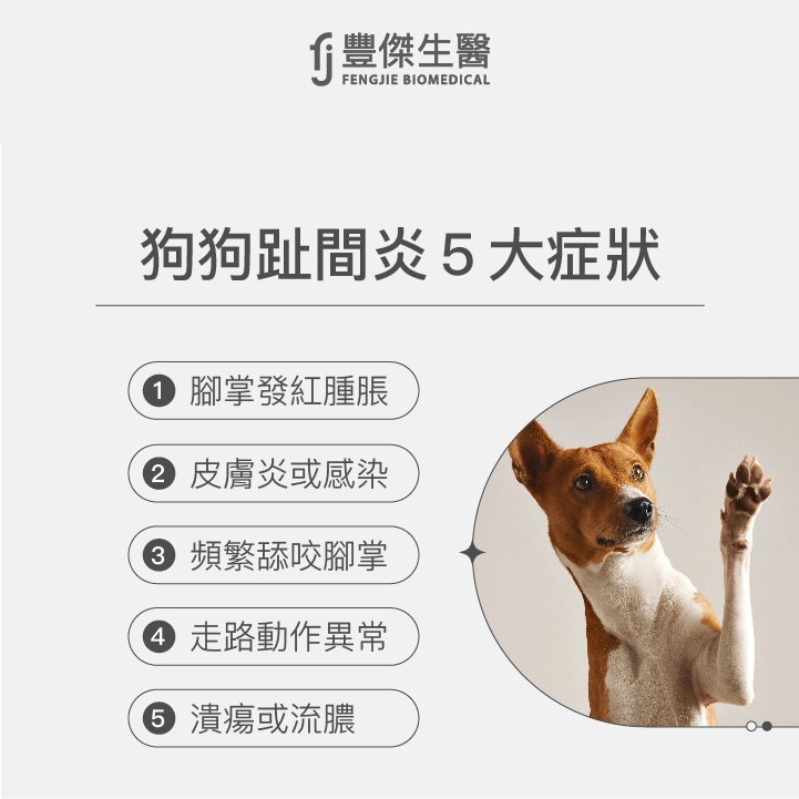 狗狗趾間炎5大症狀：腳掌發紅腫脹、皮膚炎或感染、頻繁舔咬腳掌、走路動作異常、潰瘍或流膿