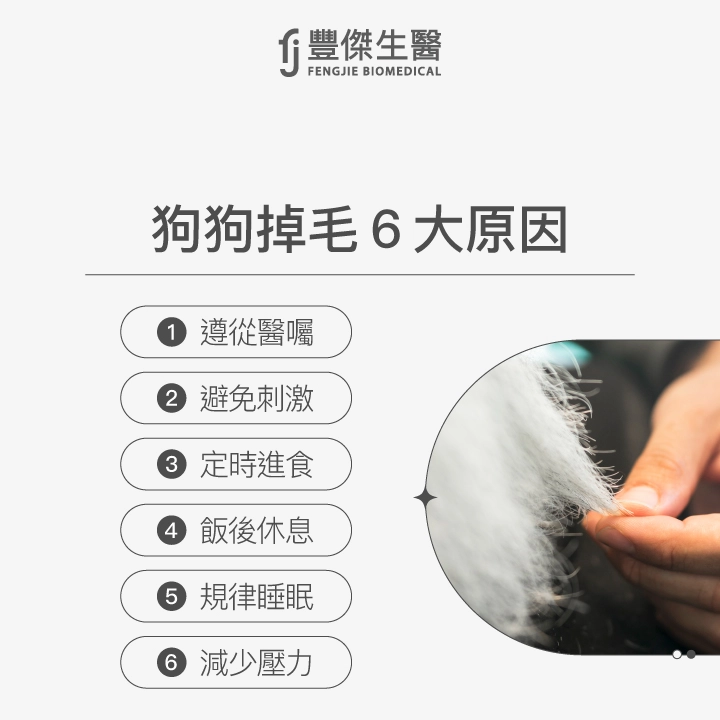 狗狗掉毛6大原因:外部寄生蟲、皮膚感染、食物或環境過敏、壓力或焦慮、荷爾蒙失調、外傷或局部摩擦