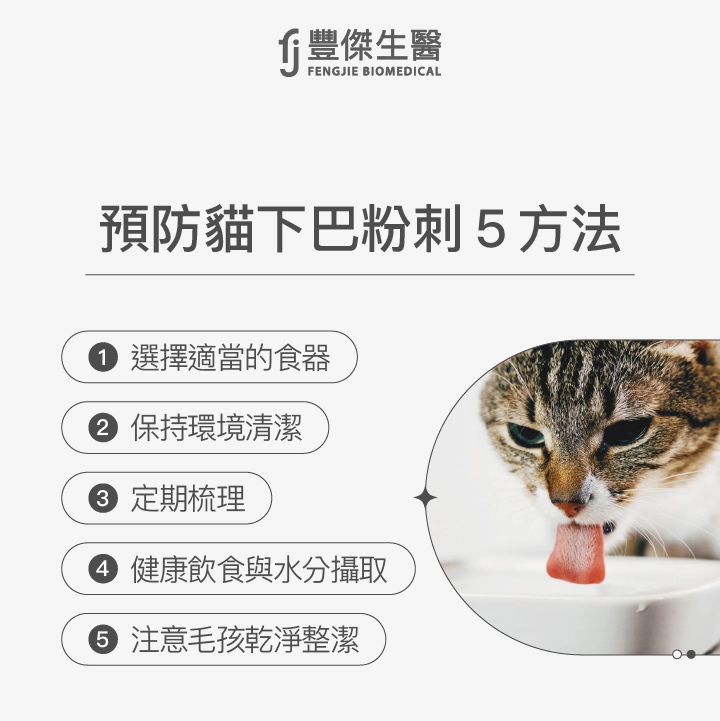 預防貓下巴粉刺5方法：選擇適當的食器、保持環境清潔、定期梳理、健康飲食與水分攝取、注意毛孩乾淨整潔