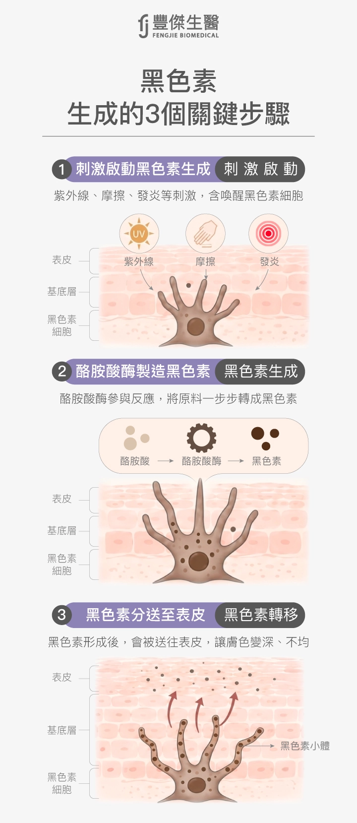 皮膚為什麼會變黑？先看黑色素怎麼來的