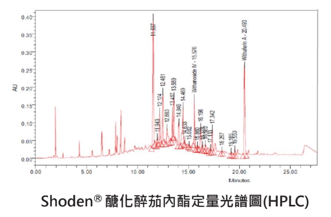 ▲Shoden®南非醉茄含有21種天然醣化醉茄內酯,確保功效成分有被保留下來